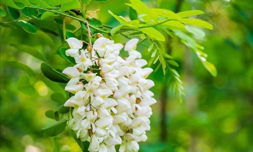 芹菜心图片-芹菜心怎么做好吃法网芹菜心的功效与作用知识网站,分享芹菜芯做什么好吃大全