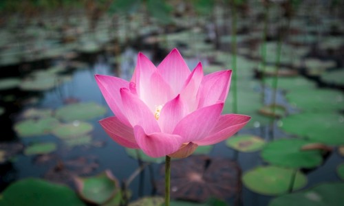 芹菜心的做法大全-芹菜心怎么做好吃法网芹菜心的功效与作用知识网站,分享芹菜芯做什么好吃大全