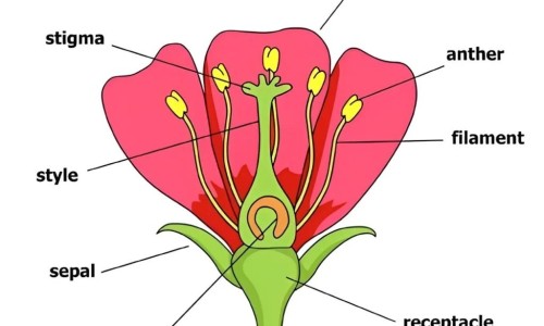 芹菜心的做法大全-芹菜心怎么做好吃法网芹菜心的功效与作用知识网站,分享芹菜芯做什么好吃大全
